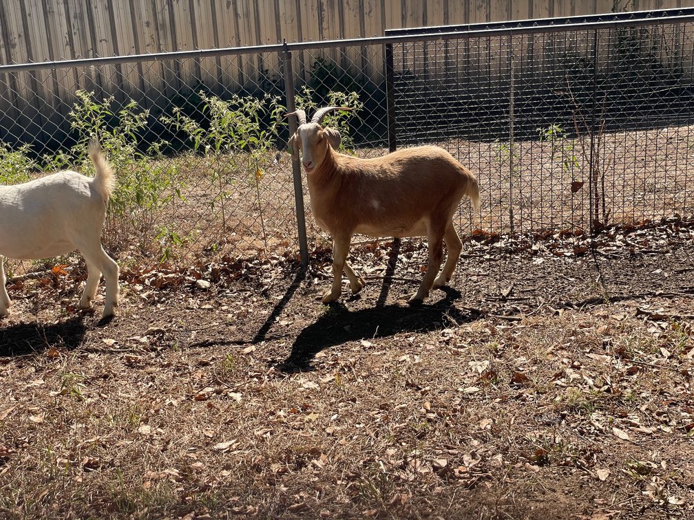 DOE-NZ