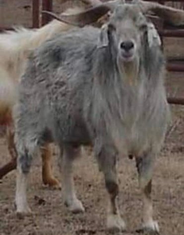Image for 2026 | Brovember Kiko Frozen Genetics Sale