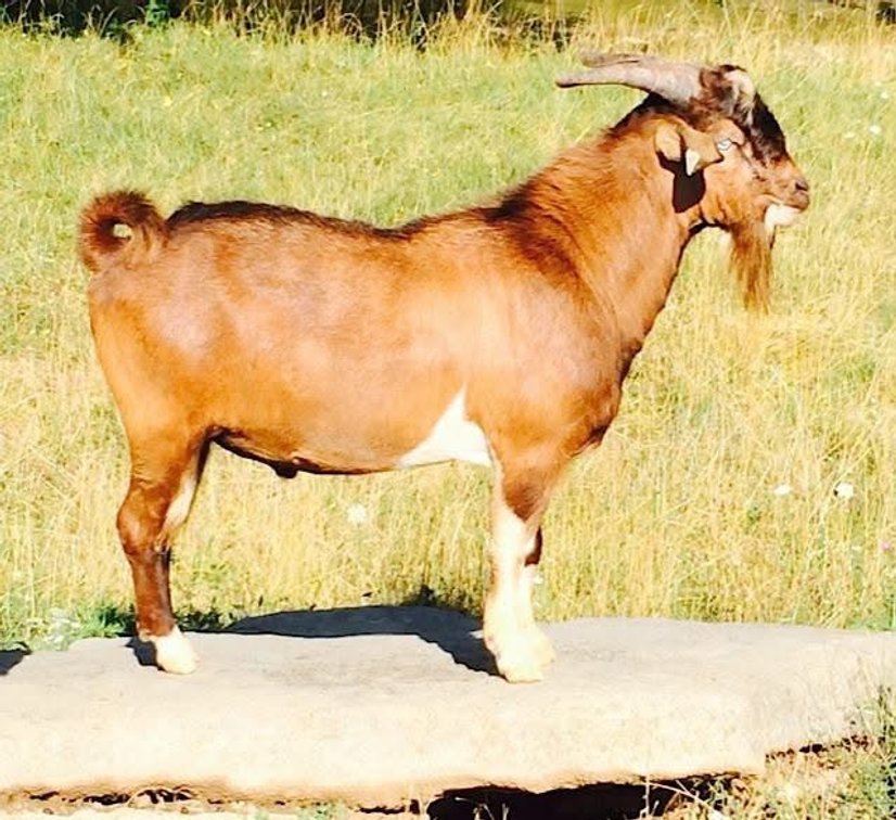 SEMEN-NZ