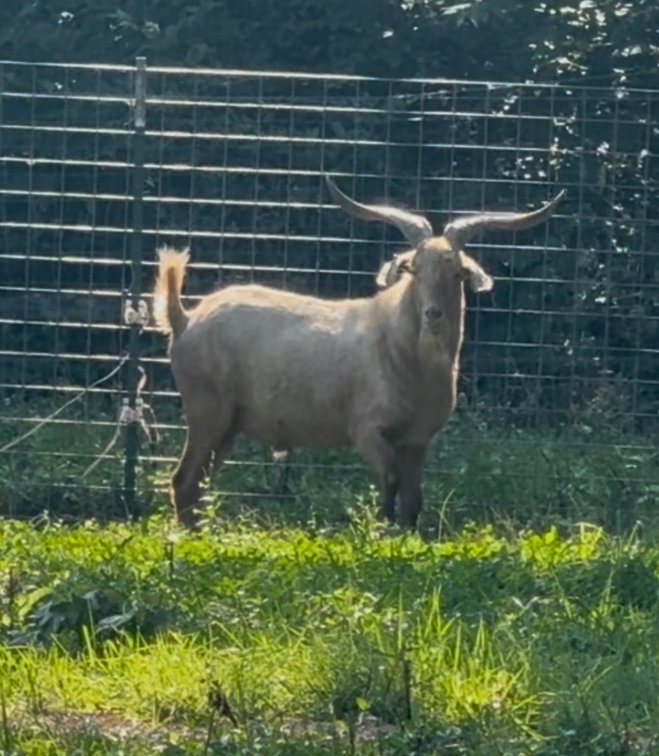 SEMEN-NZ