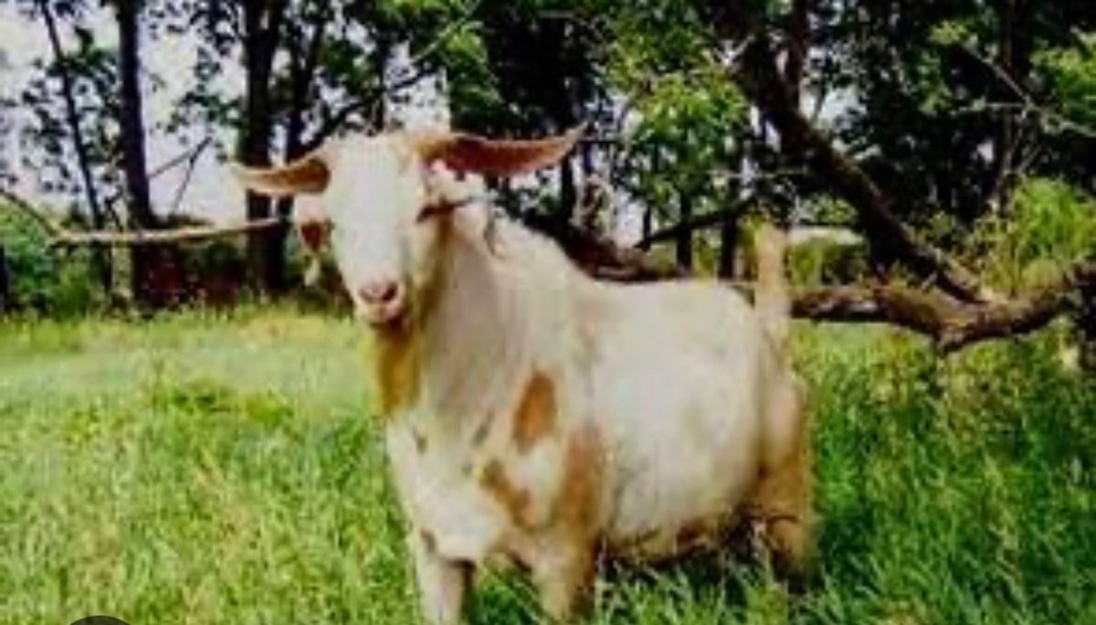 SEMEN-NZ