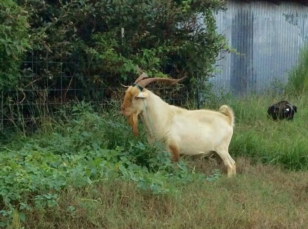 SEMEN-NZ