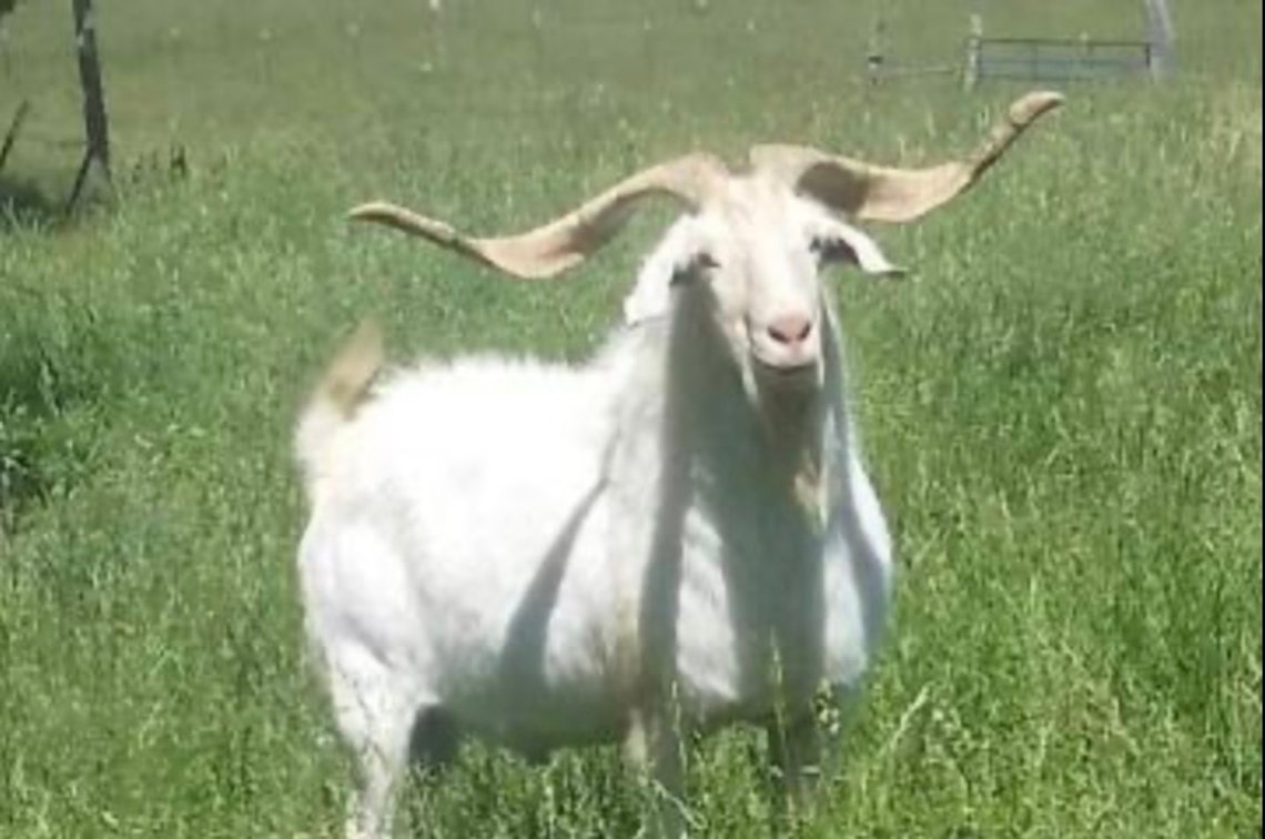 SEMEN-NZ