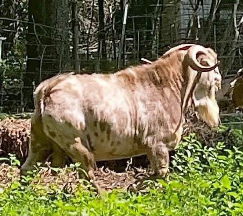 SEMEN-NZ