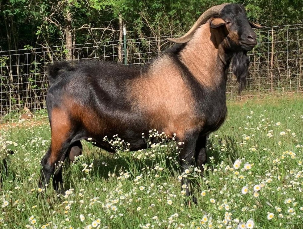 SEMEN-NZ