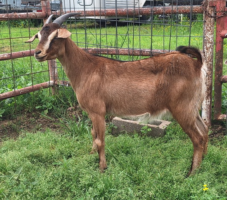 DOE-NZ