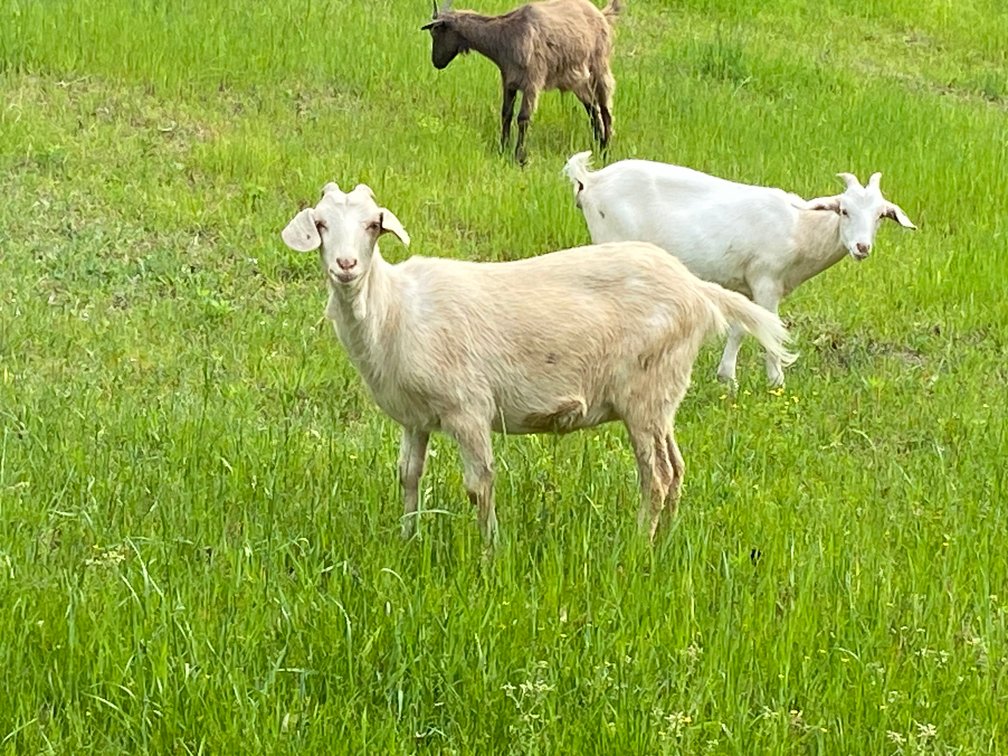 DOE-NZ