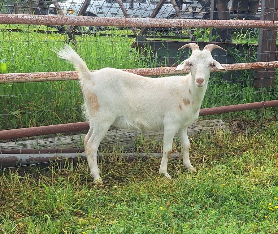 DOE-NZ