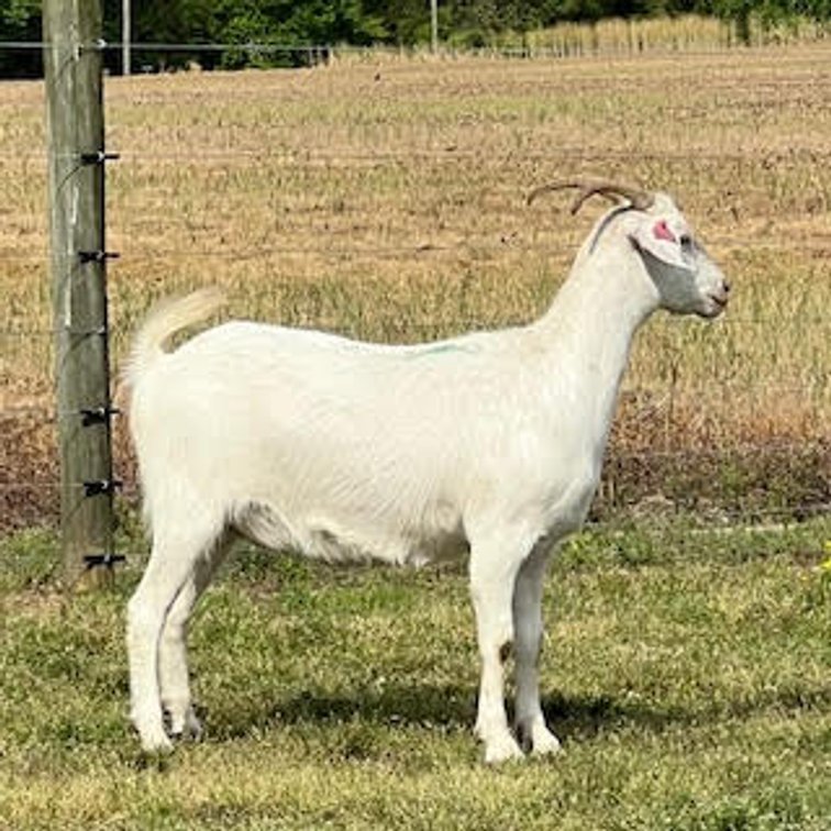 DOE-NZ