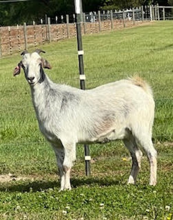 DOE-NZ