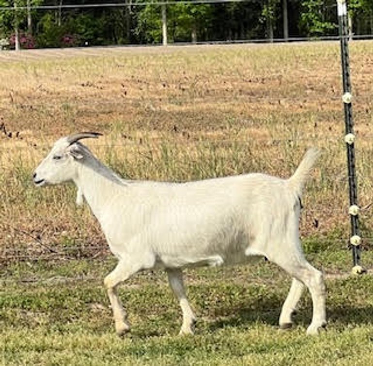 DOE-NZ