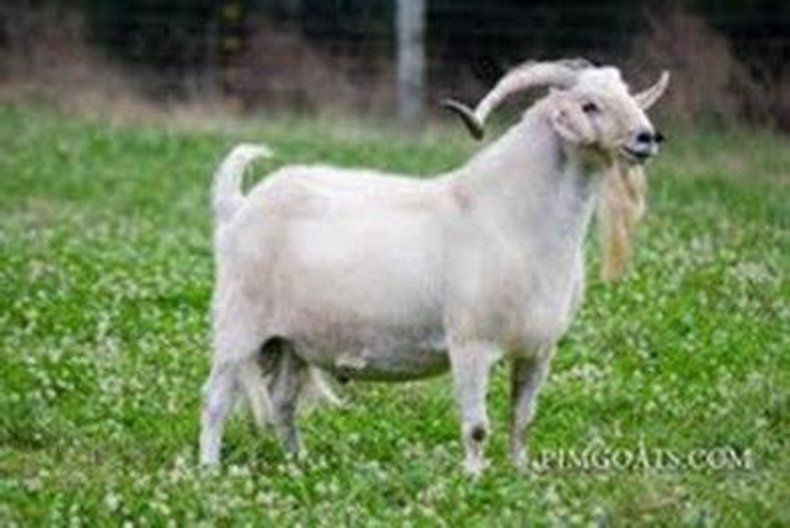 SEMEN-NZ