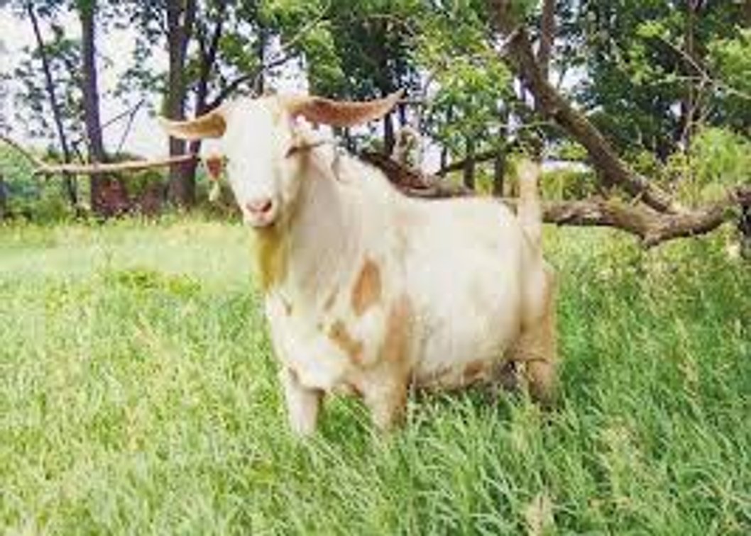 SEMEN-NZ