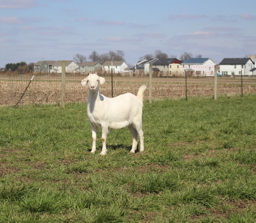 DOE-NZ