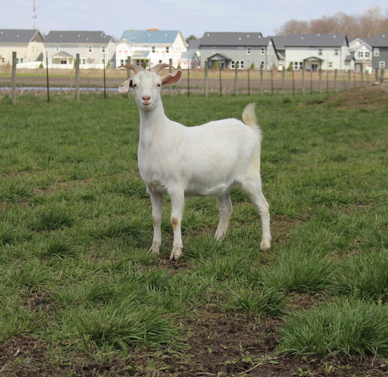 DOE-NZ