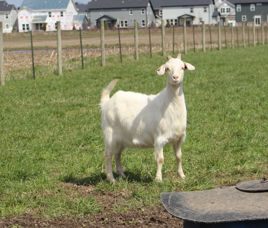 DOE-NZ