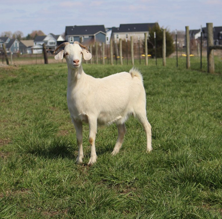 DOE-NZ