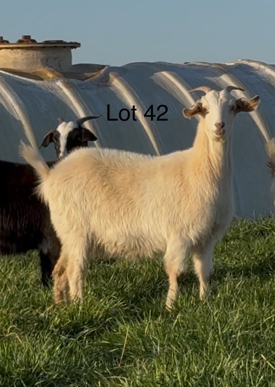 DOE-NZ