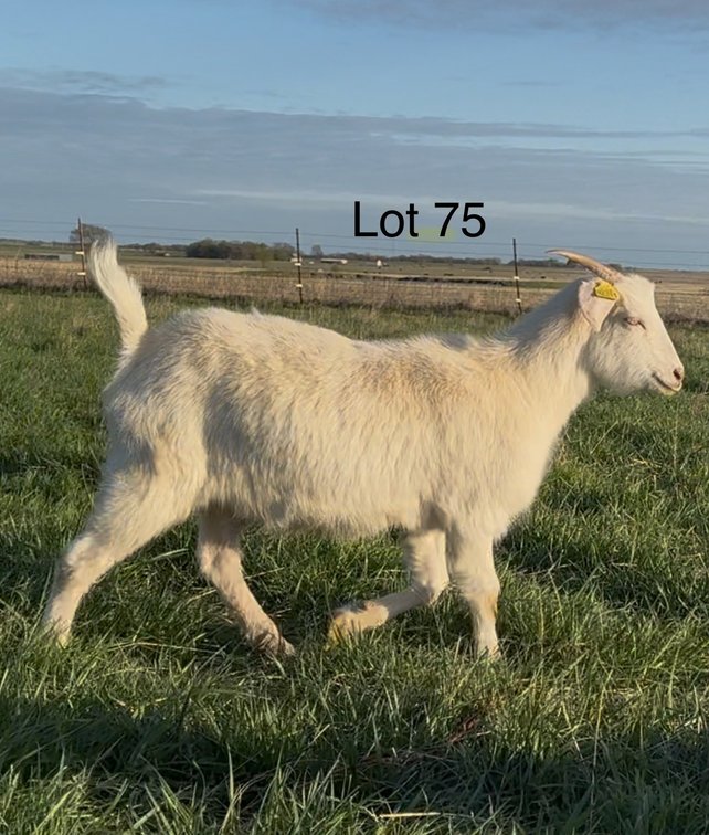 DOE-NZ