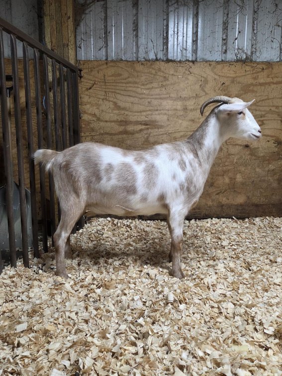 DOE-NZ