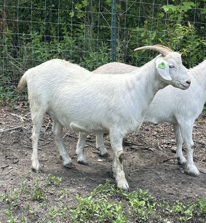 DOE-NZ