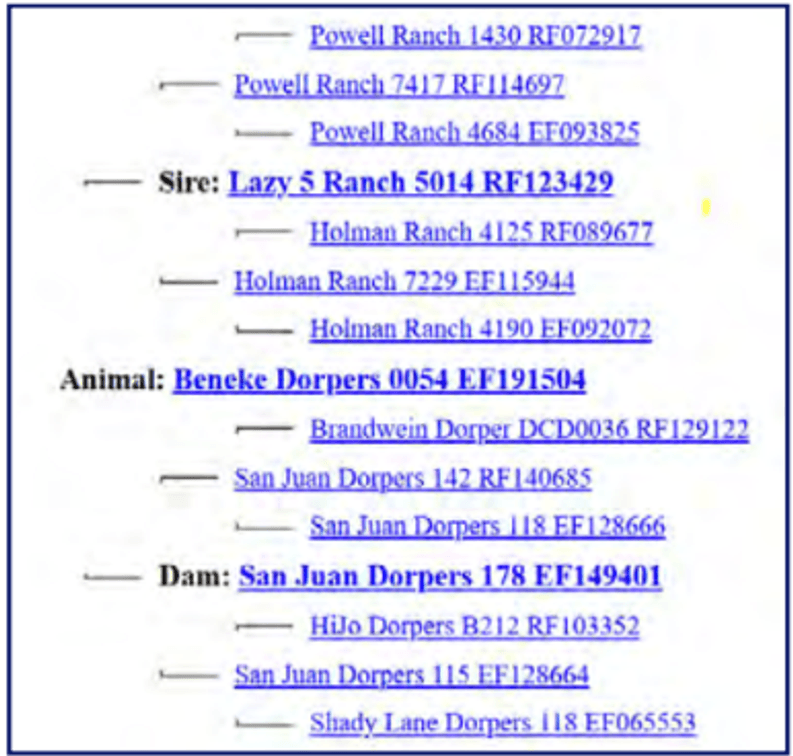 Image for 2025 | Southern States Dorper Sale