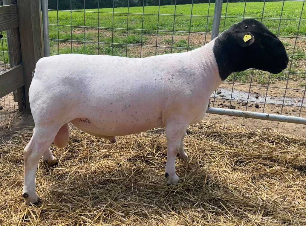 RAM 