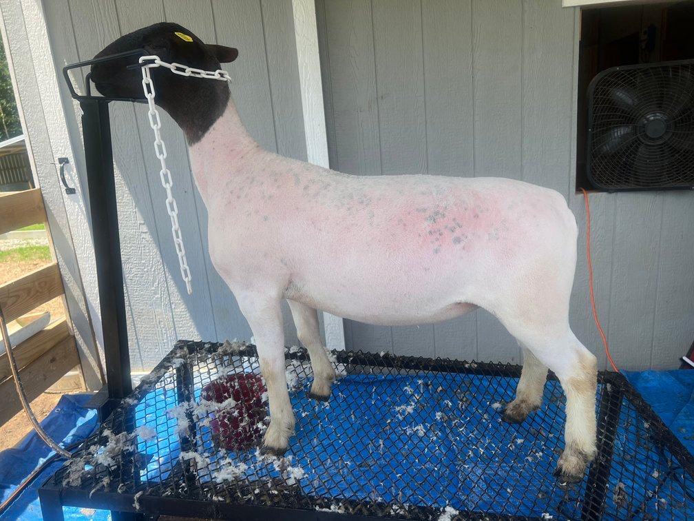 EWES