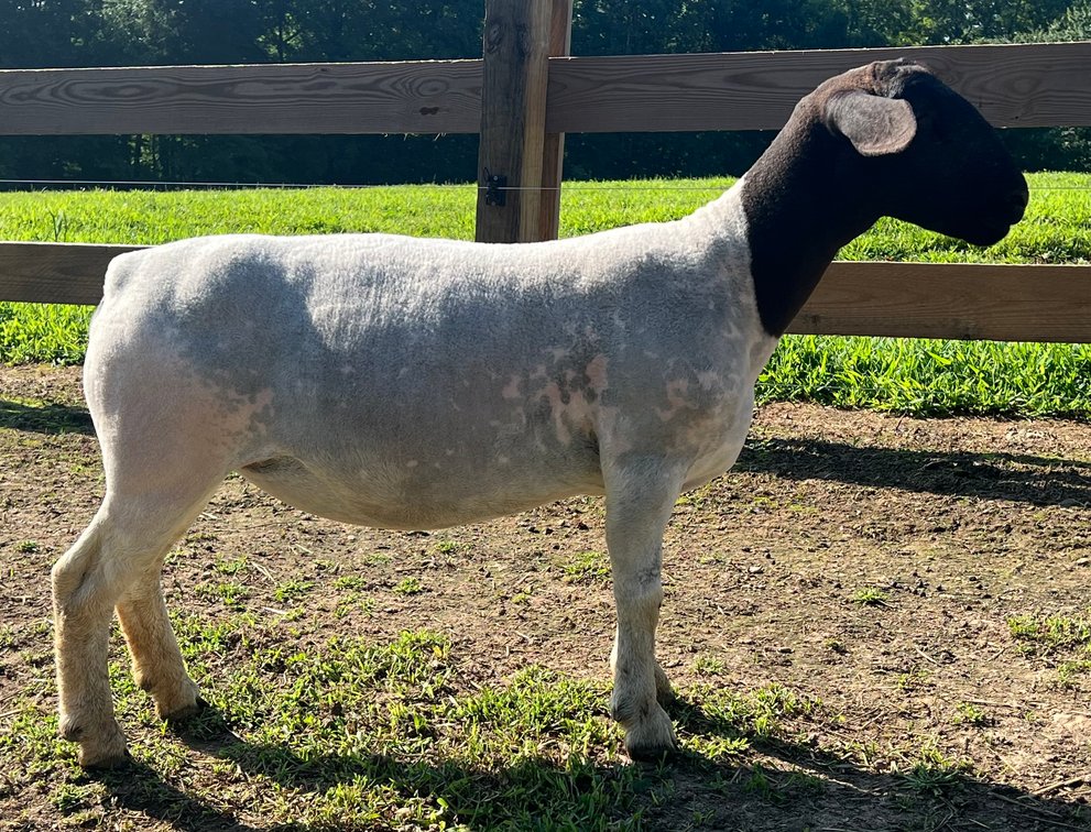 EWES