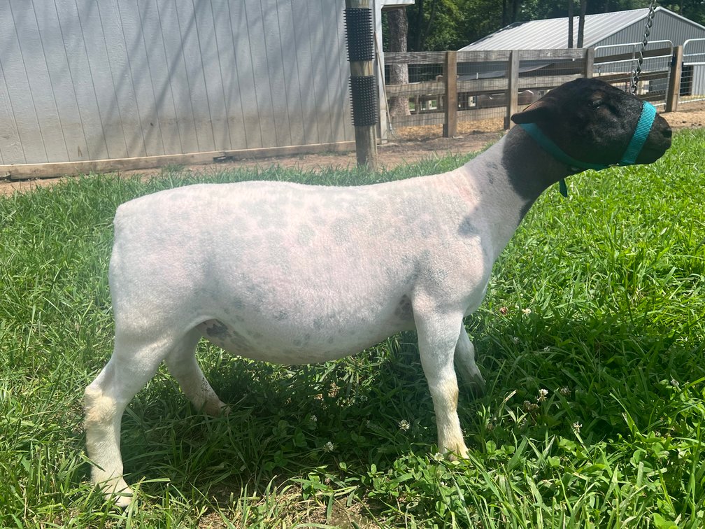 EWES