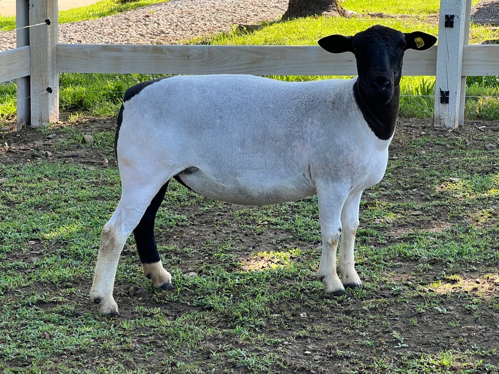 EWES