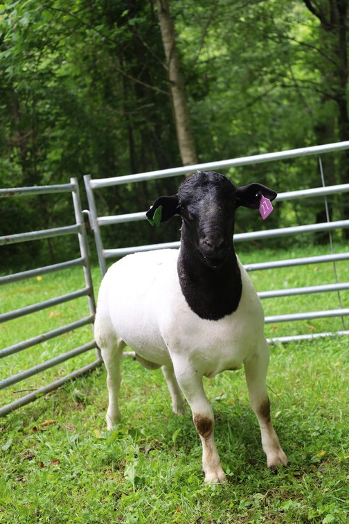 RAM 