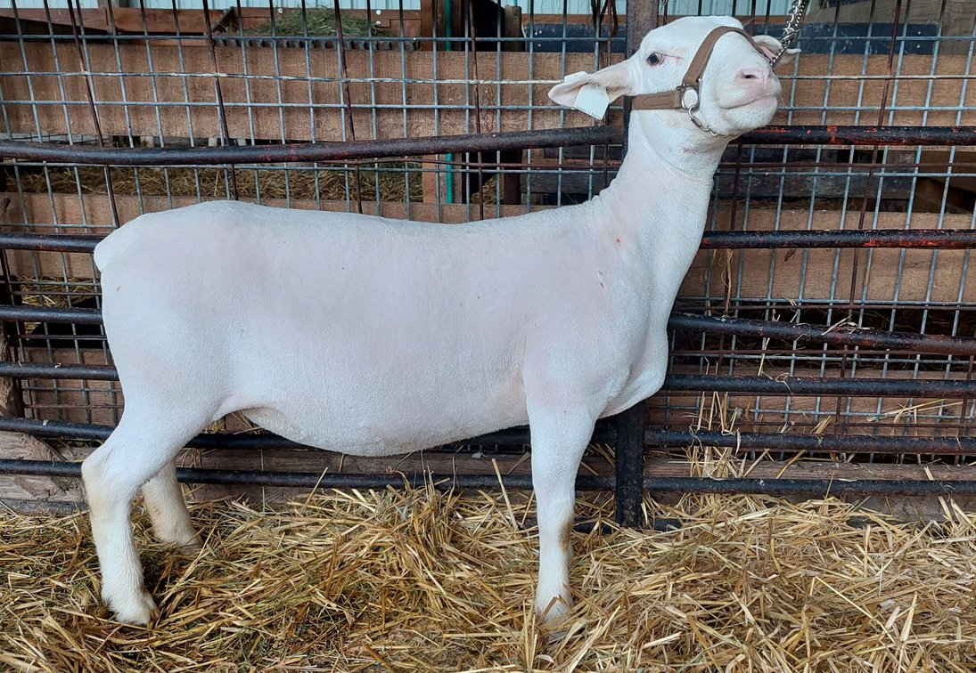 EWES