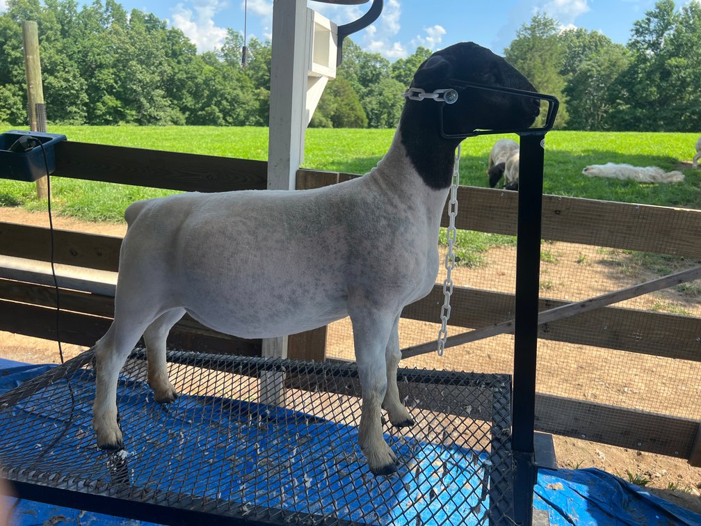 EWES