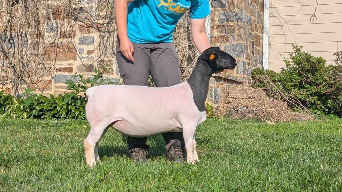 EWES
