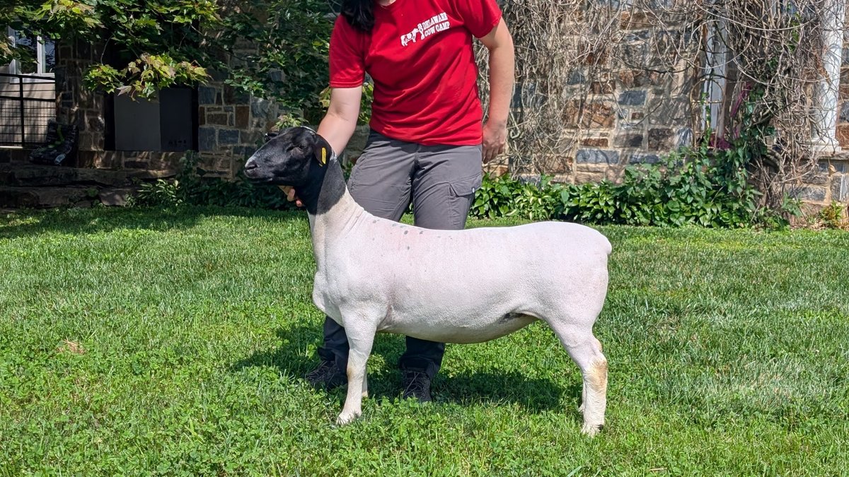 EWES