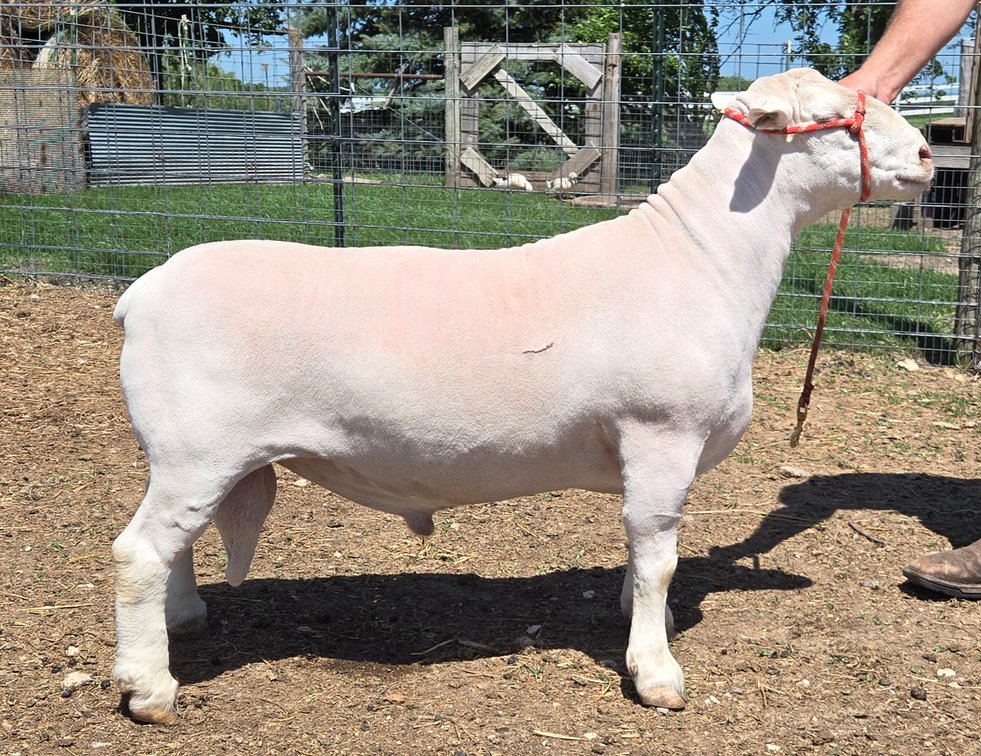RAM