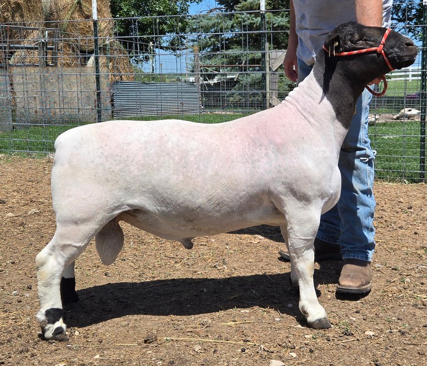 RAM