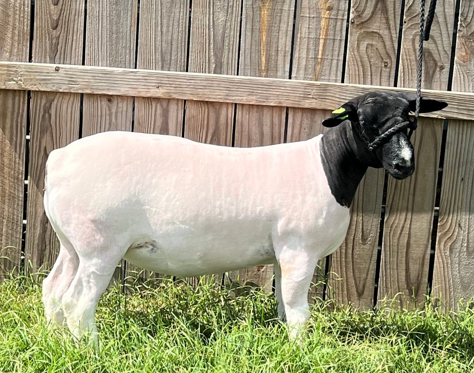 EWES