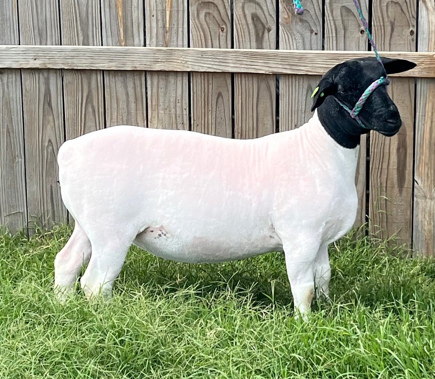 EWES