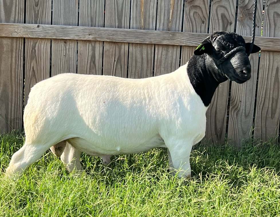 RAM