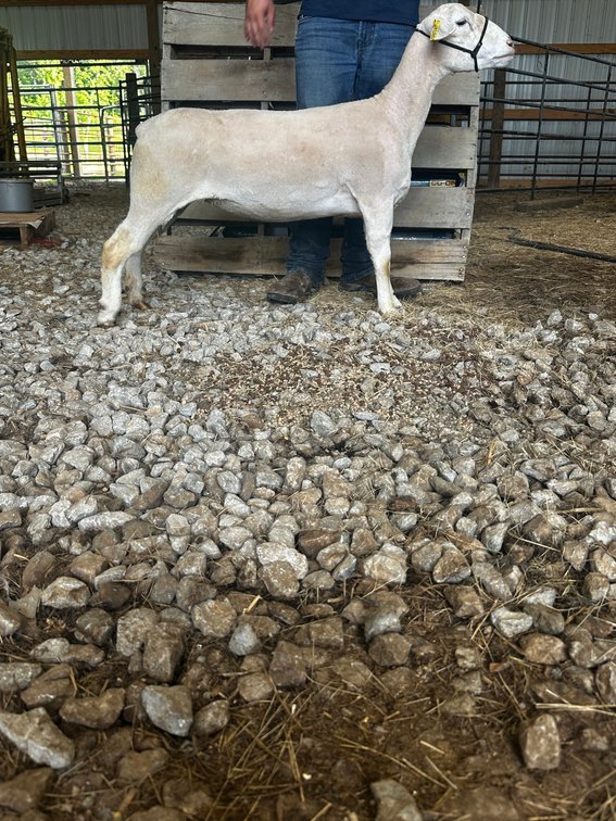 EWES