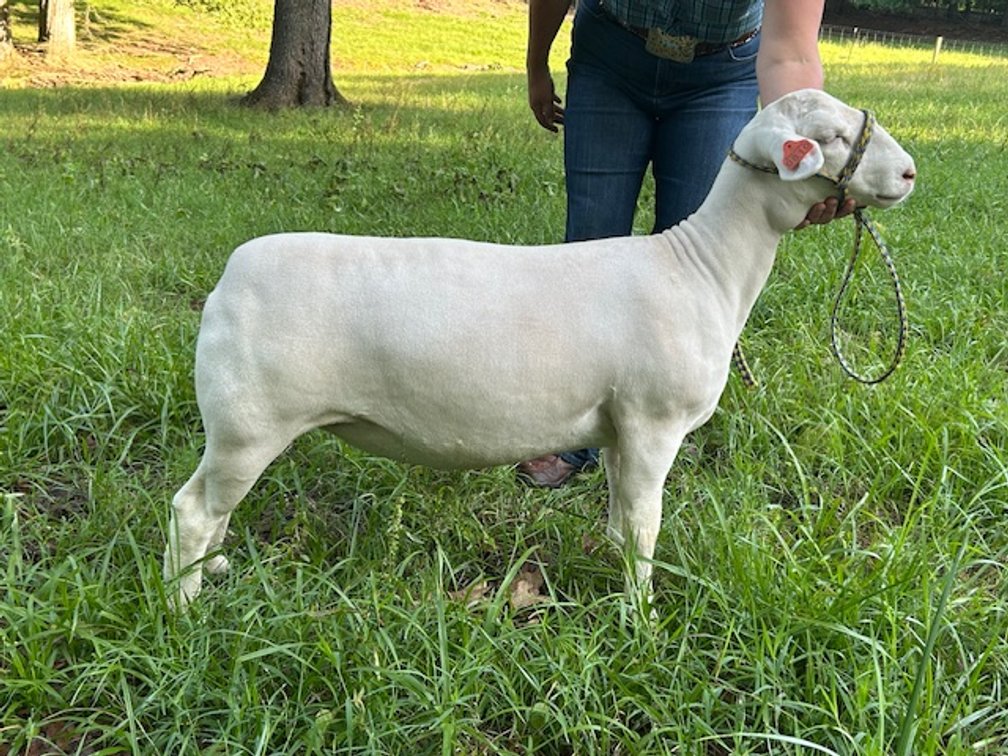 EWES