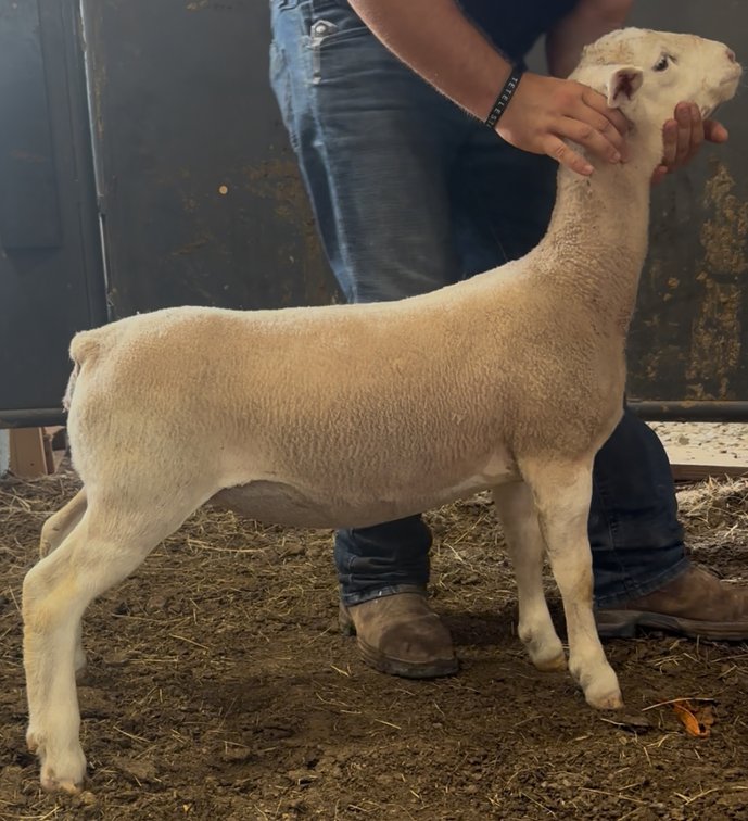 EWES