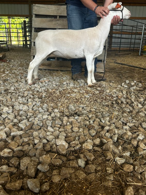 EWES