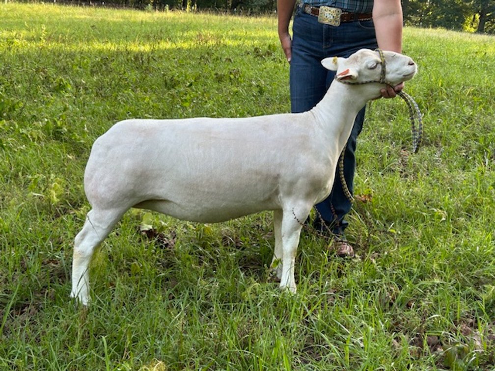 EWES