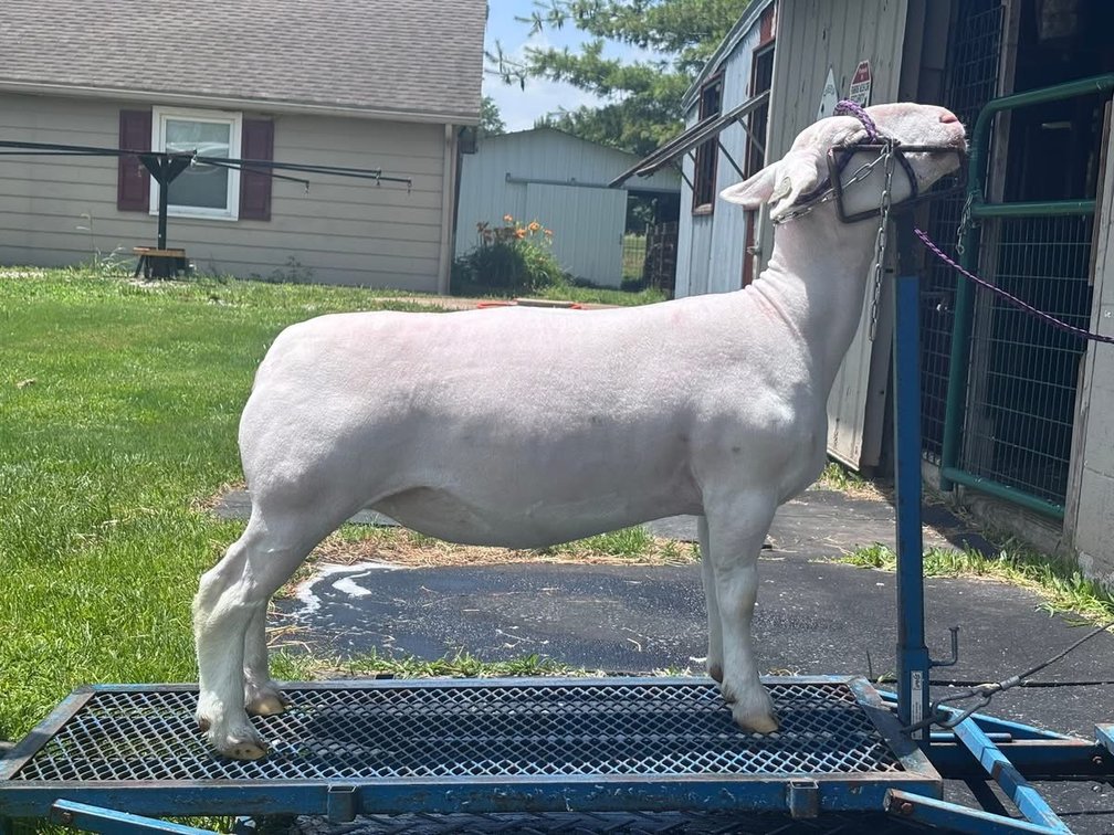 EWES