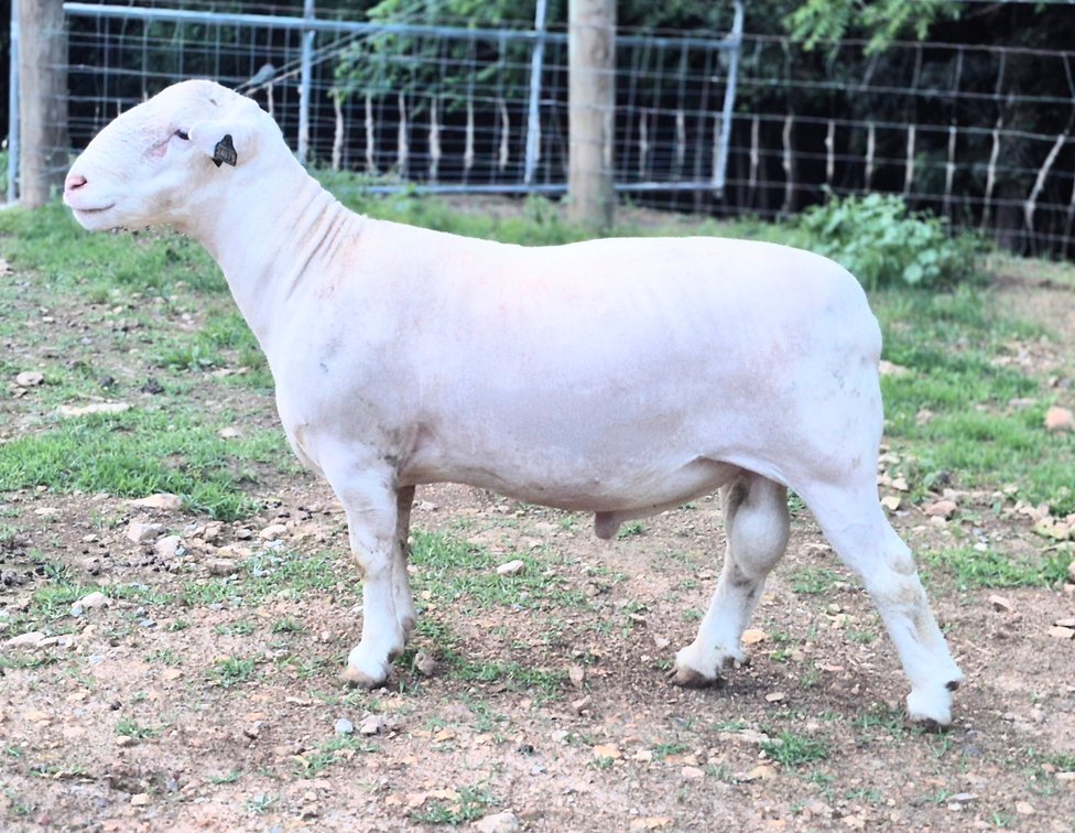 RAM
