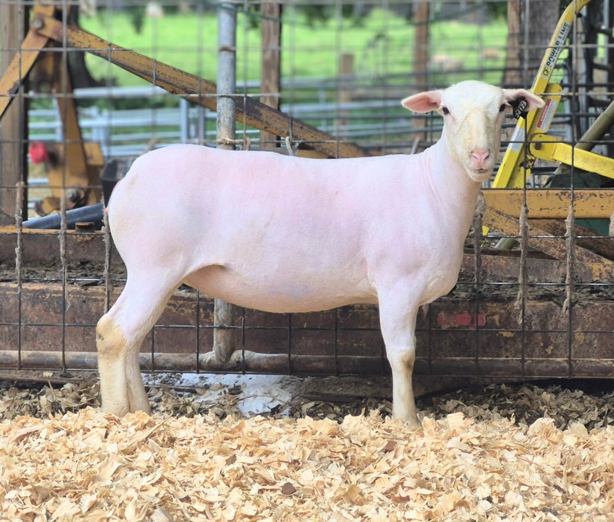 EWES