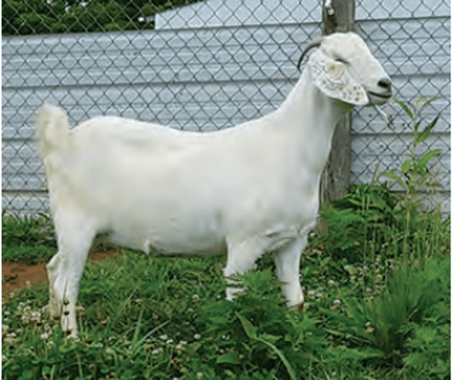 Image for 2025 | ASGA Premier Sale